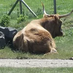 Beach Hotel Oostvoorne Ξενοδοχείο